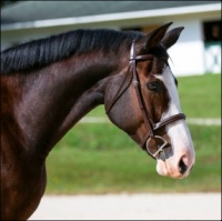 Alpines Soldier