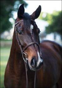 Alpines Sweet Josie