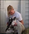 Baby goats