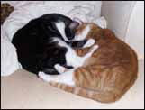Our former barn cats