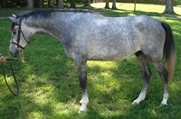 Spencer